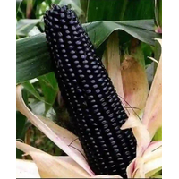 بذور ذرة سوداء - 15 بذرة